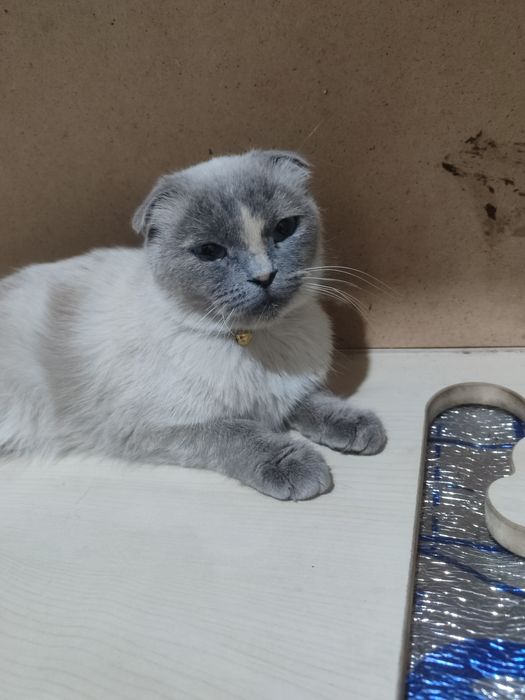 Продаётся кошка в добрые ручки