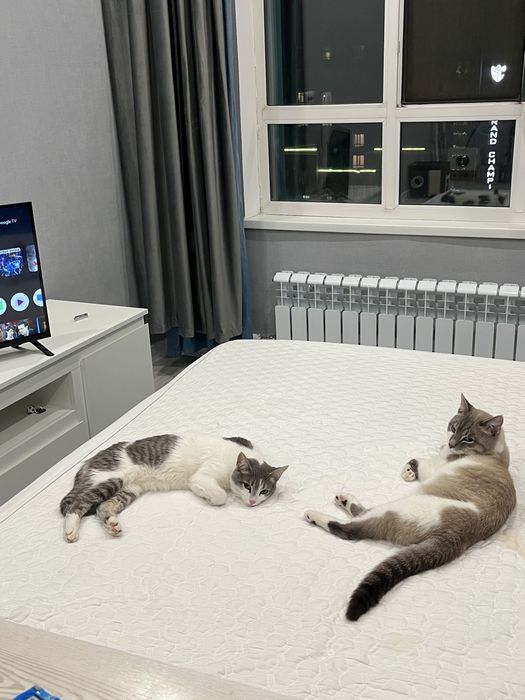 Отдам котят в добрые руки