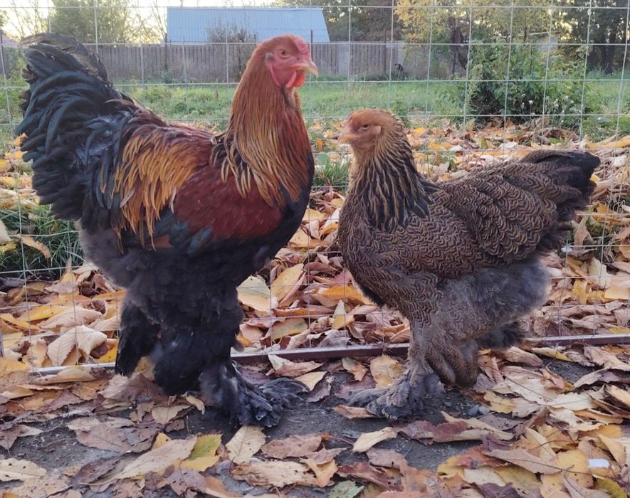 Pui brahma de 1 zi diverse varietăți de culoare