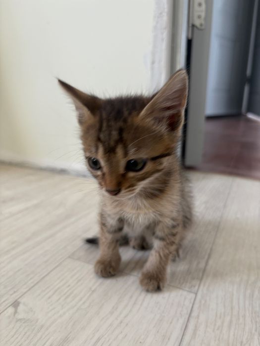 Милые котята в добрые руки — 3 девочки