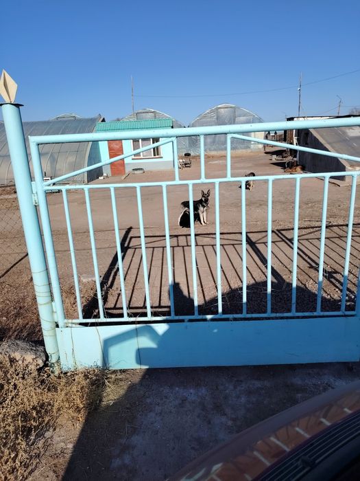 Щенки восточно европейской овчарки