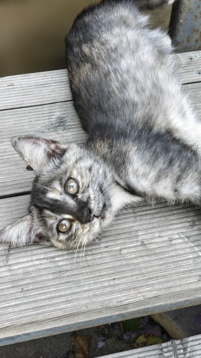 Отдам котёнка (кошечку) 3,5 месяца