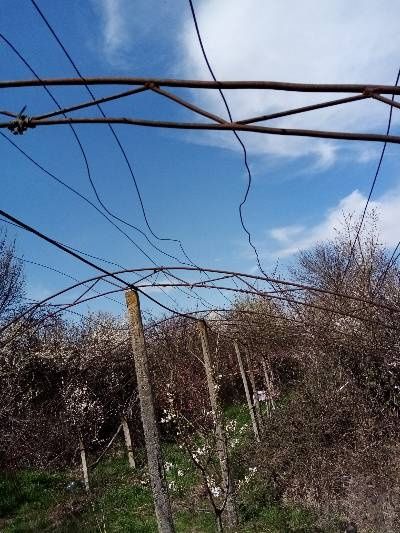 Ферми за оранжерия