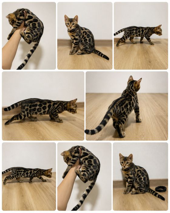 Bengal mushuk бенгальский котик