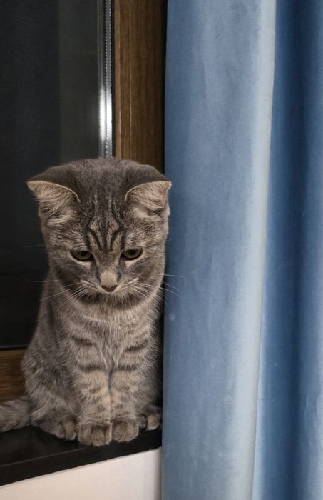 Отдам в добрые руки Шотландка