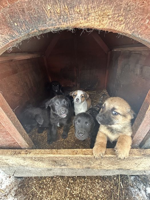 Donez caini sorecari