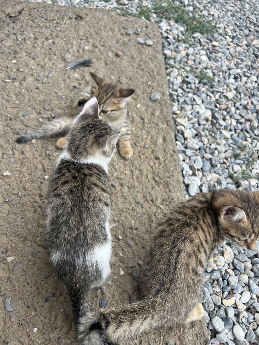 Хорошие котята в хорошие руки.