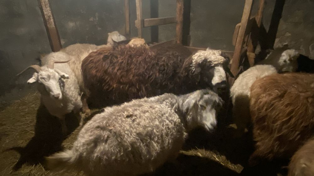 2 жасар қошқар сатылады