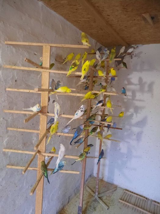 Tineret perusi din 2025 și 2026