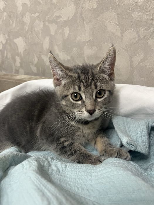 Котенок мальчик (метис)