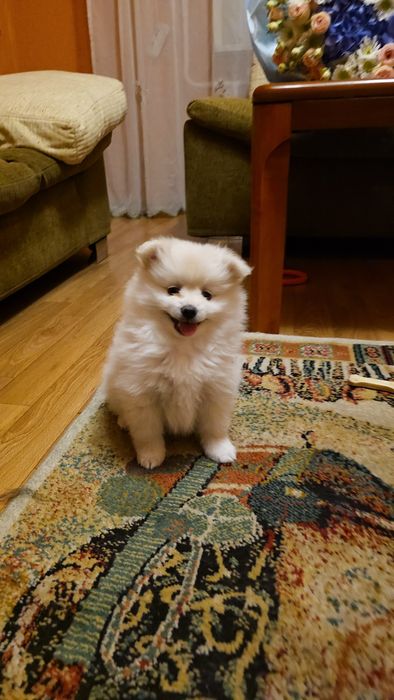 Продам Щенков Немецкого Шпица