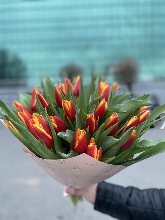 Тюльпаны голландские