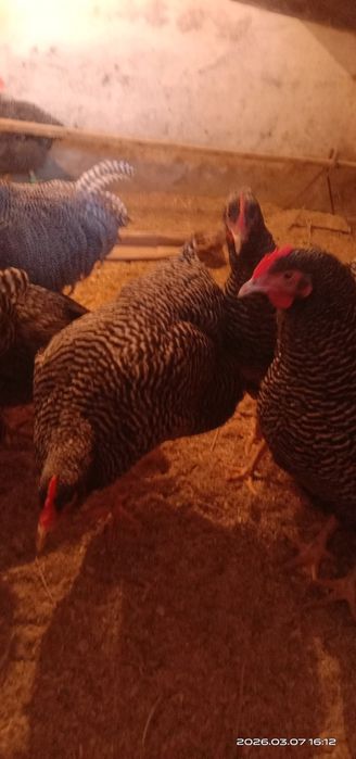 Плимутрок. Инкубационные яйца.