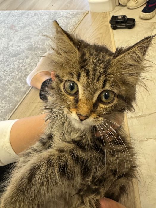 Котенок метис мейнкун