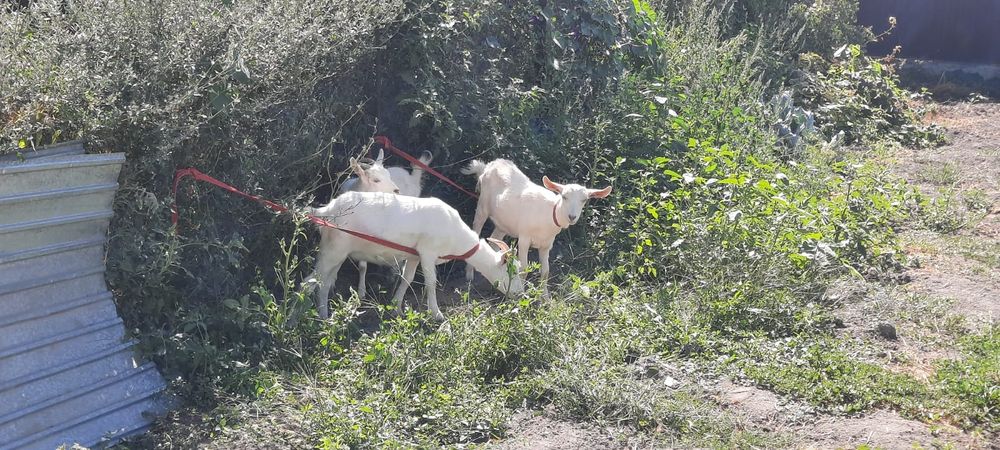 Продам зайнесанских коз