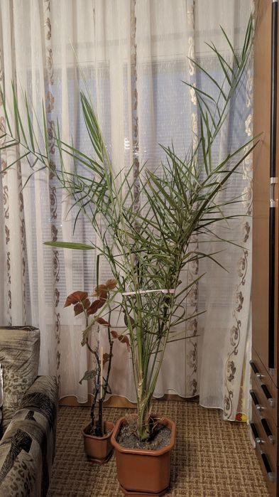 Голяма Финикова палма 250 см