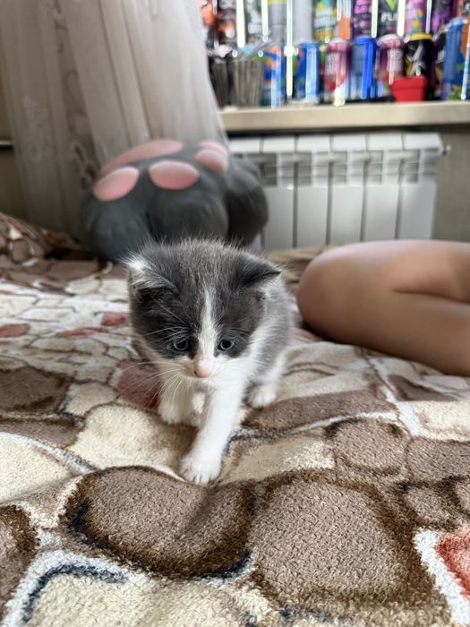 Отдадим котенка в добрые руки