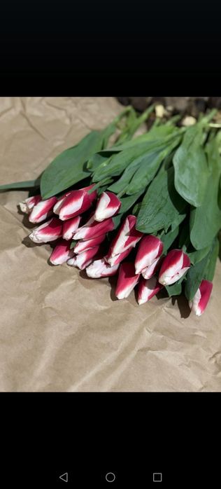 Тюльпаны голладский сорт оптом с теплиц!!!