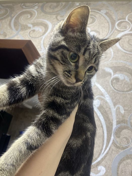 Котенок мальчик ласковый