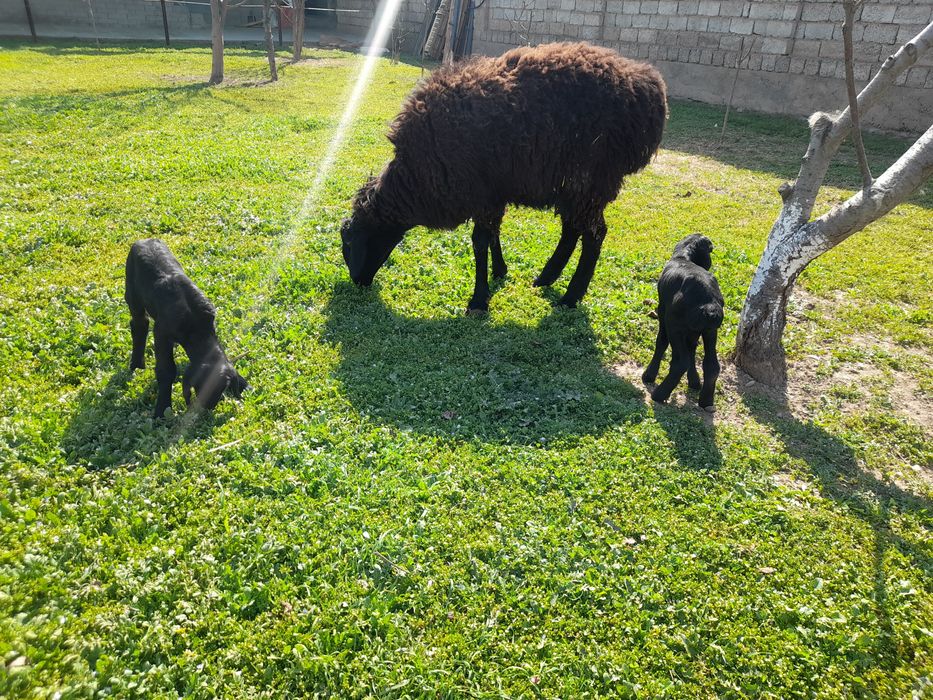 Egzak ona bola sotiladi