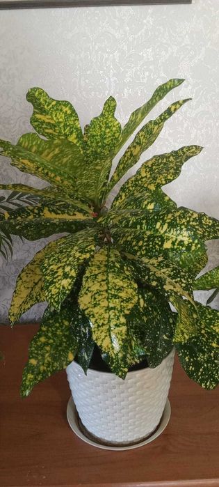 Продам комнатные растения,цветы