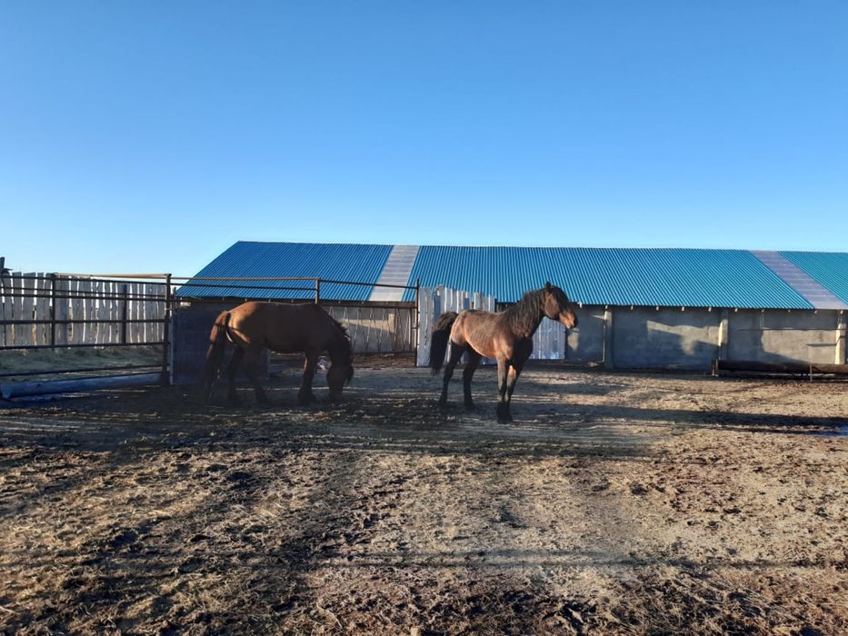 Кушумские жеребцы