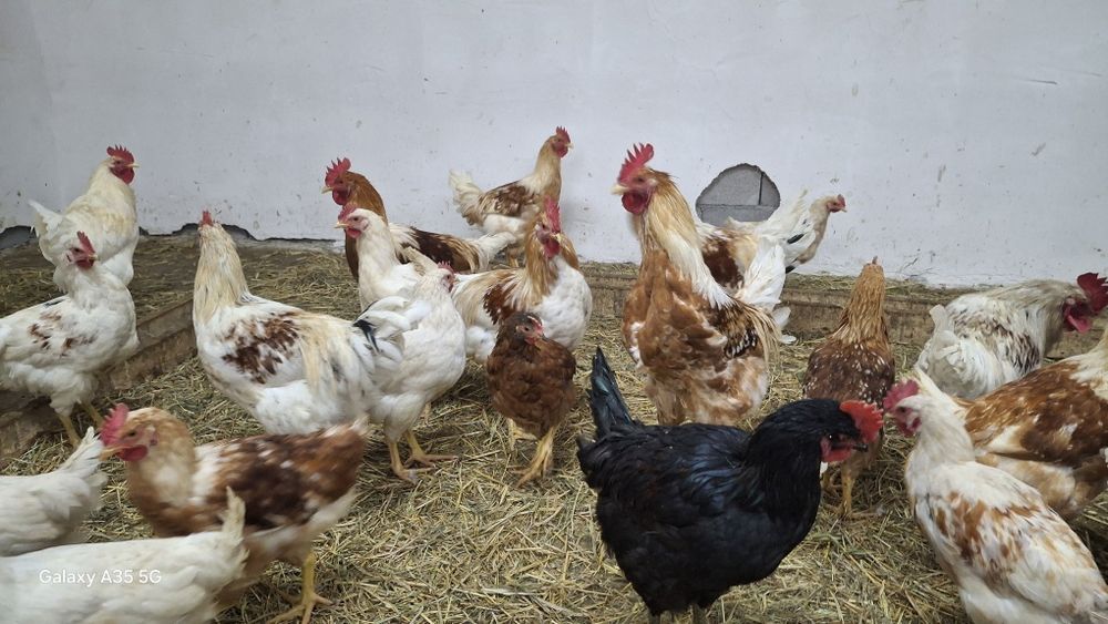 Петухов продаётся от 2000тг