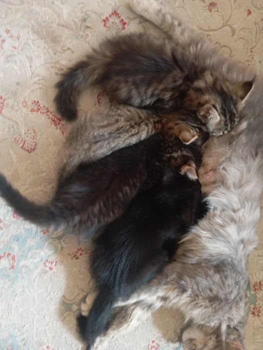 раздаем котят в добрые руки , бесплатно