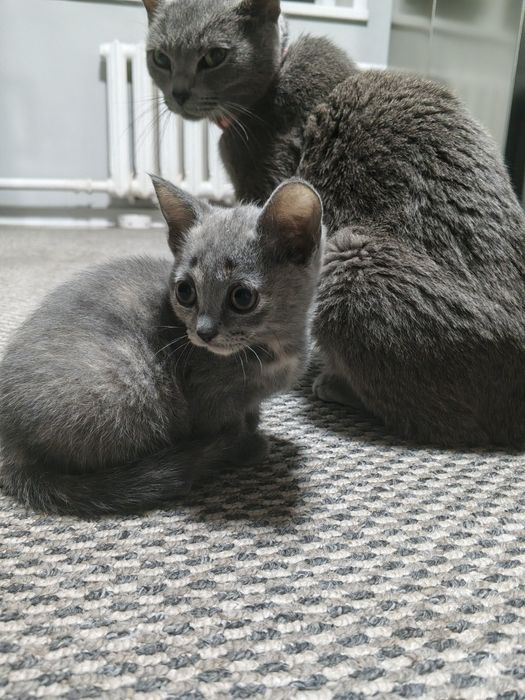 Отдам котёнка  даром