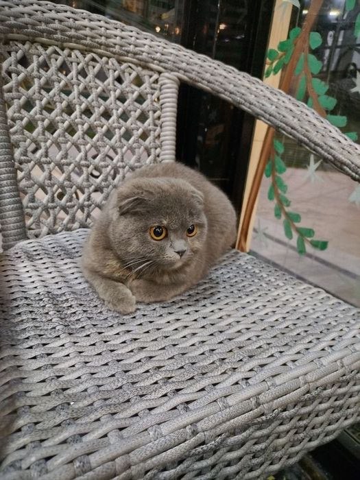 Bir hamkasbining pornosini sikdi