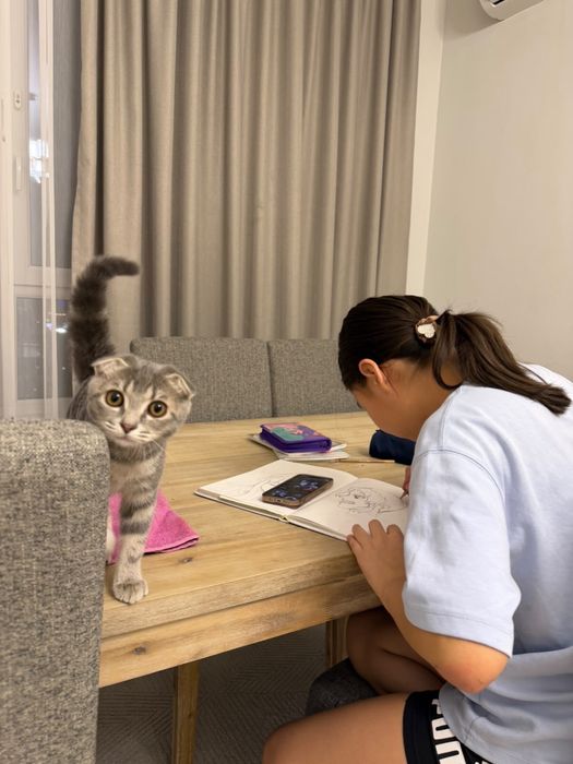 Продам шотландского вислоухого котика