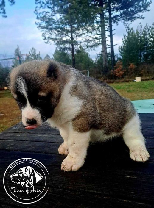 Женско САО , АЛАБАЙ , Туркменски Вълкодав