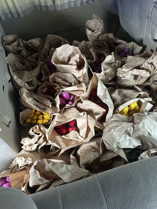 Тюльпаны оптом разный цвета