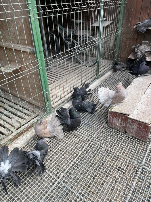 Porumbei Voltati Indieni!