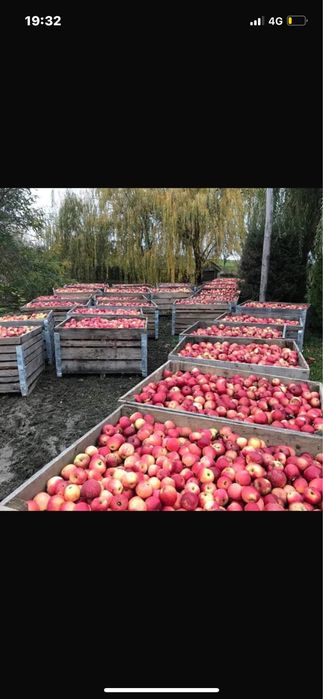 Vând mere proaspete 3 ron kg livrate la domiciliu la sac de 15 kg