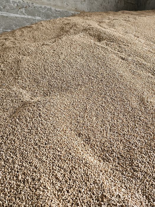 Porumb, mazăre, orz, grâu, floarea-soarelui