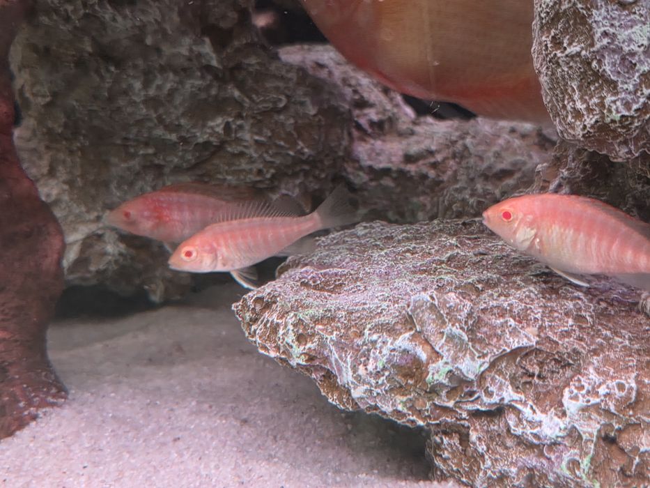 Красная орхидея, альбинос