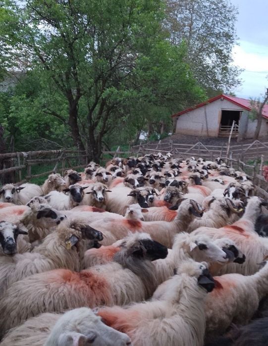 Oi tinere de ținut