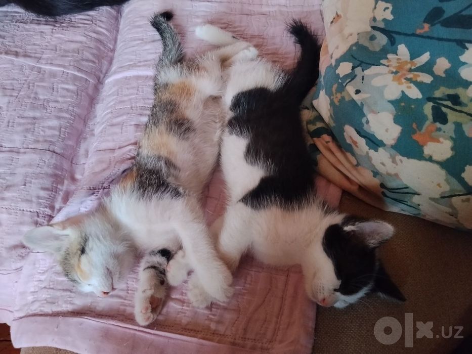 Отдаем котят в хорошие руки