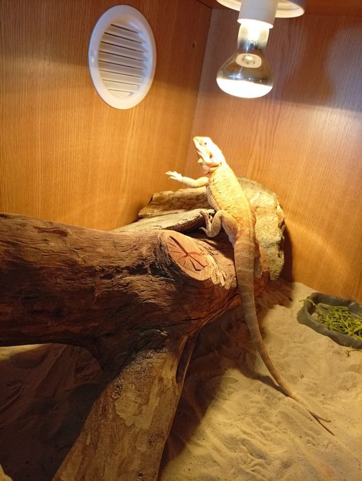 Agamă Vâlcea femelă