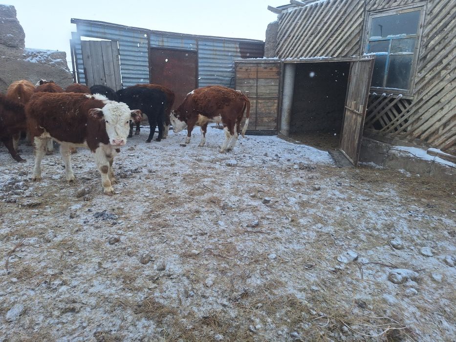 Букалар сатамыз.подсотар