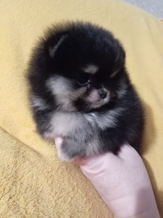 Продам щенков шпица.