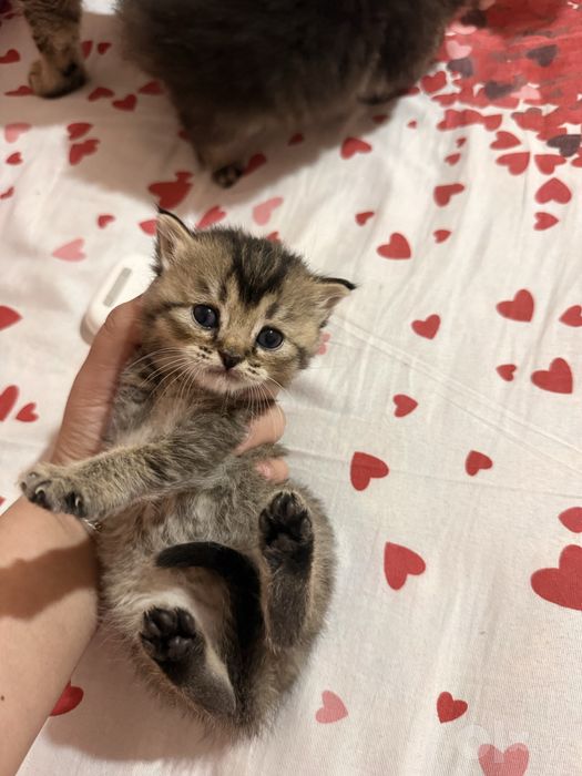 Котёнки Chinchilla
