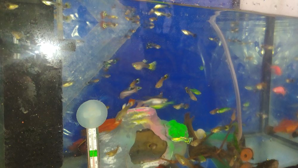 Продам  рыбки Гуппи Данио коридорусы анцитрус самец 10 см