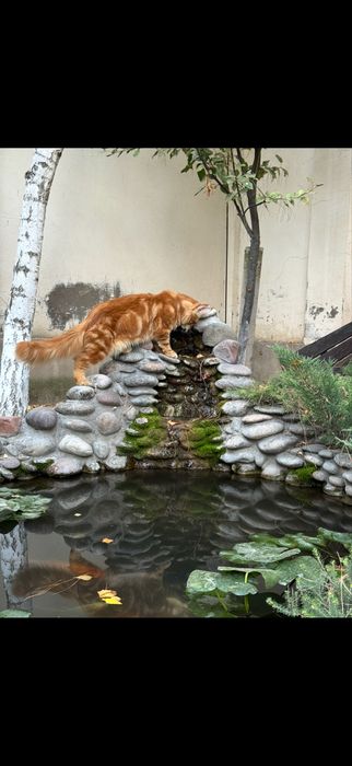 Продается котенок мейнкун