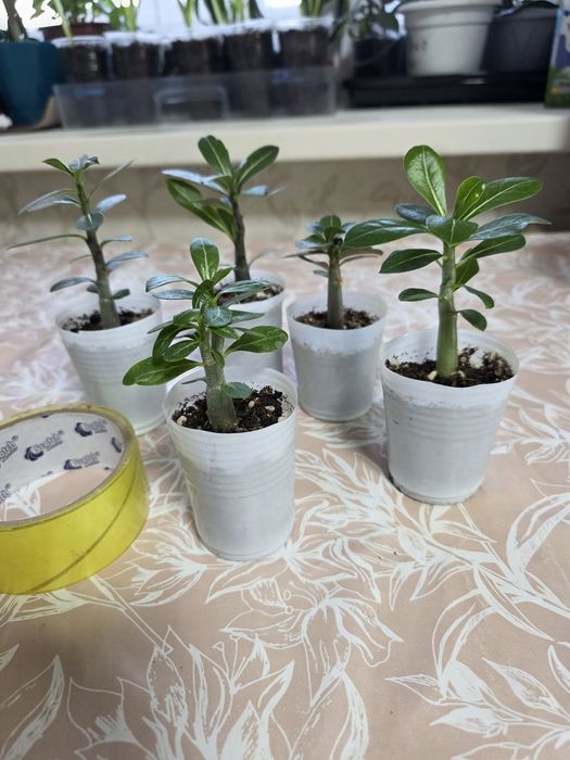 Адениумы разных сортов.