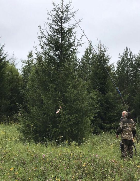 КРУПНОМЕРЫ: сосны, ели голубые, ели сибриские