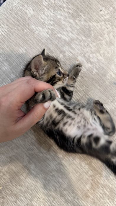 Бенгальские котята