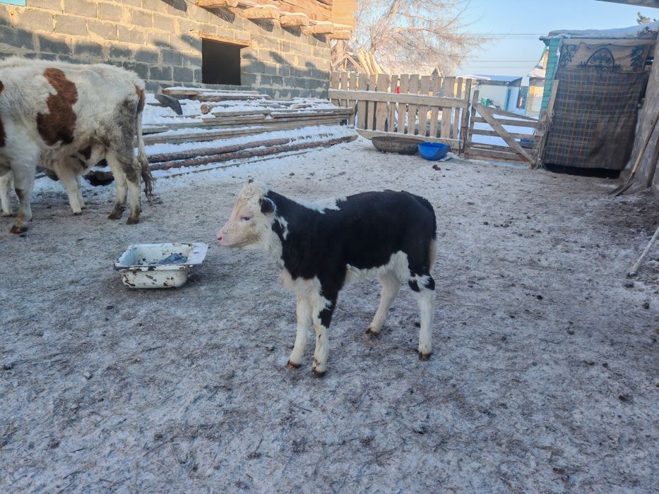 Қой,тоқты, сатамын семіз