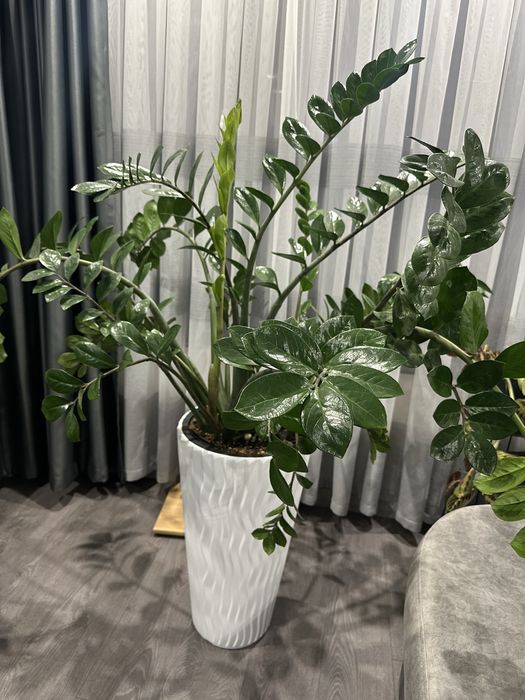 Замиокулкас 90/130